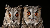 Two long eared owls