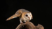 Barn owl on tree stump