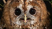 Eurasian tawny owl