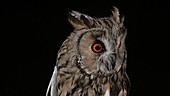 Long eared owl looking away