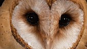 Barn owl's face