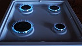 Blue gas flames on stove