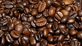 Coffee beans rotating