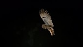 Long eared owl flying, slow motion