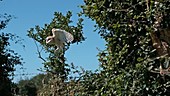 Barn owl flying outdoors, slow motion