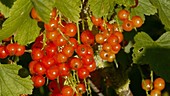 Redcurrants on bush