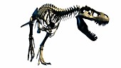 Tyrannosaurus rex skeleton
