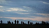 Crowd watching murmuration of starlings