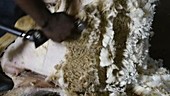 Electric clipper sheep shearing