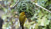 Cape Weaver building nest