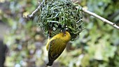 Cape Weaver building nest