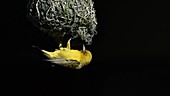 Cape Weaver departing nest