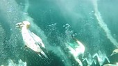 Gannets diving for fish