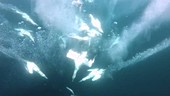 Gannets diving for fish, slow motion