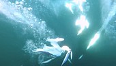 Gannets diving for fish, slow motion