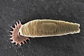 Gyrodactylus aquatic parasite, SEM