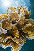 Sargassum fish in seaweed