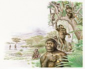 Australopithecus afarensis gathering fruit, illustration