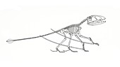 Dimorphodon skeleton, illustration
