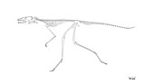Scleromochlus skeleton, illustration