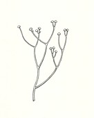 Cooksonia prehistoric plant, illustration