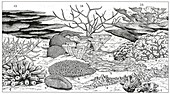 Coral morphology, illustration