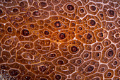 Nippled pleurobranch sea slug skin