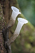 Fungus fruiting bodies on tree