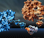 Computer modelling of proteins, illustration