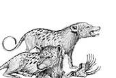 Mesonyx, illustration