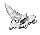 Arsinoitherium skull, illustration