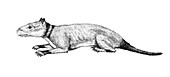 Hyopsodus, illustration