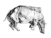 Woolly rhinoceros fossil, illustration