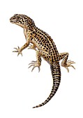 Lizard, illustration