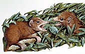 Tupaia tree shrews, illustration