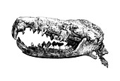 Skull of Deinogalerix, illustration