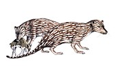 Cladosictis with its prey, illustration