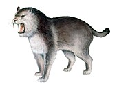 Megantereon dirktooth cat, illustration
