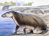 Paleoparadoxia, illustration