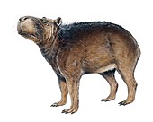 Protohydrochoerus giant capybara, illustration