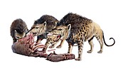 Andrewsarchus scavenging carrion, illustration