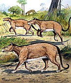 Phenacodus, illustration