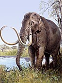 Columbian mammoth, illustration