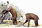 Homalodotherium, illustration