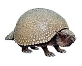 Glyptodon, illustration