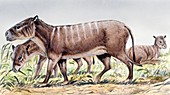 Merycoidodon, illustration