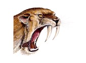Smilodon sabretooth cat, illustration