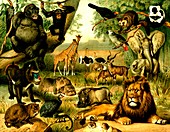 Wild animals of Ethiopia, 19th Century illustration