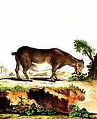 Domestic goat grazing, 19th Century illustration