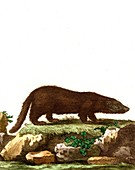 Mink, 19th Century illustration